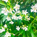🌿🌿🌿🌿🌿🌿最近とっても暑くて夏が来たなぁと思います😊こちらは夏になると見かけるお花🌸満開でキレイだったので写真を撮ってみました♪夏は好きで嬉しいのだけど、紫外線も…のInstagram画像