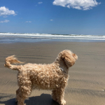 犬は、日焼け止めは必要ないけど一緒に海に行くわたしは、シミババアになりたくないので肌をしっかり紫外線からガードしたいです。こちらのスピラコレッタUVトリートメントミルクは、…のInstagram画像