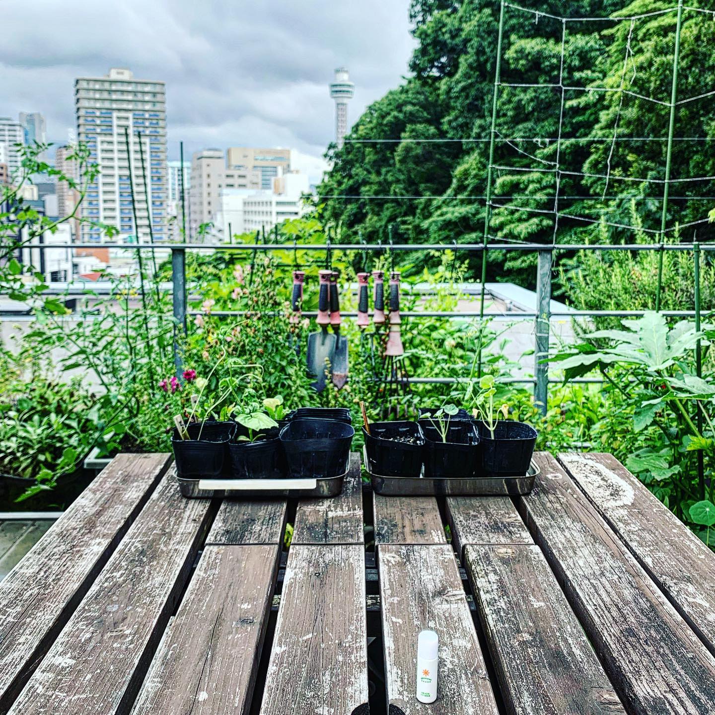口コミ投稿：先日の屋上。ガーデニングをしていました😊．朝、少しでも屋上の野菜を見に行くのが日…