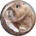 父ちゃん🐰飛び出すバッジ作ってみました(*^_^*)スマホ写真から最安1個275円で作れます📛(送料は2000円以上で無料)詳しくはこちら↓↓↓↓@minnano_badge …のInstagram画像