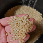 北海道産　無農薬栽培玄米ハイ・ゲンキの故郷　300g（2合）2022年10月発売予定特徴🍀✡モチモチ感がある！美味しい玄米ご飯が炊ける✡手軽！皮の部分が薄く、炊飯器で炊ける…のInstagram画像