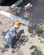 ⁡⁡⁡⁡⁡⁡⁡⁡🐶犬用 健康維持サプリメント ドッグエイド KM-10【+関節サポート】⁡⁡12歳になっても元気に走り回ってほしい愛犬へ滑りやすいフ…のInstagram画像