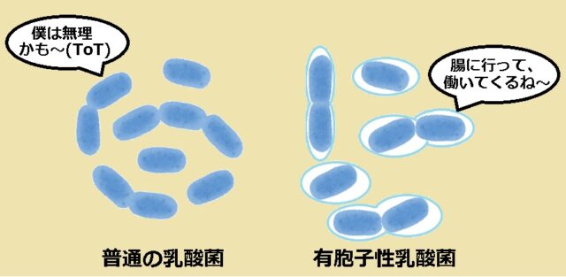 口コミ：北海道生まれの乳酸菌【スッキリラ】腸イキイキ元気！自然なすっきりスルリの画像（6枚目）