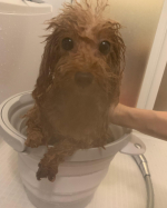 犬用エプソムソルトฅᐡ-ﻌ-ᐡฅのお風呂に入れてみました❤️人間用は普段から入ってるけどまさか犬用のエプソムソルトがあったとは🤭皮膚・被毛の健康を維持し、保温効果もあるんですよ♪…のInstagram画像