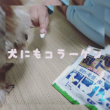 口コミ記事「犬用コラーゲンサプリメント【健・ドッグ】」の画像