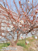 梅の花 #最近撮った写真の画像（1枚目）