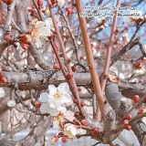 梅の花 #最近撮った写真の画像（3枚目）
