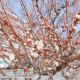 梅の花 #最近撮った写真の画像（2枚目）