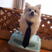 「ぼくも会社に行ってきます！」【Instagram/犬猫飼い主さま限定】ねこちゃん・わんちゃんのかわいいお顔、みーせて♡販促物掲載のチャンス！の投稿画像