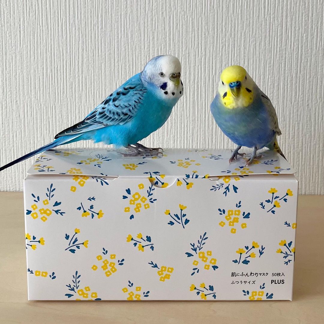 口コミ投稿：ルル&メル&ララ:「肌にふんわりマスク フラワーボックス」で、ママをウイルスから守…