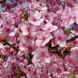口コミ：この時季ならでは🌸桜の塩の画像（1枚目）