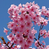 口コミ：この時季ならでは🌸桜の塩の画像（2枚目）