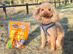 ˗ˏˋかつお節の美味しさにペットと飼い主大喜びˎˊ˗マルトモのかつお節はこだわりぬいた本物の味✧˙⁎⋆幅広いラインナップで家族みんなでおいしく食べられる♪:ペット用おやつの「だいすき」シリ…のInstagram画像