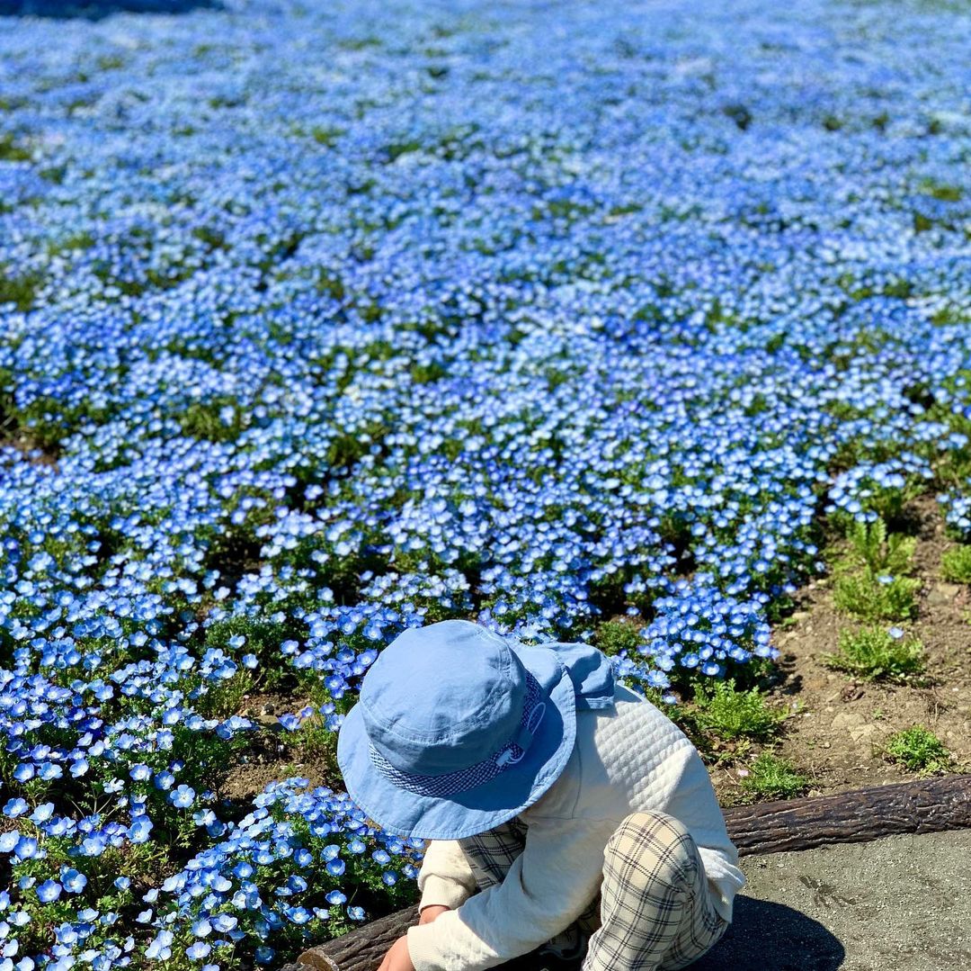 口コミ投稿：連休いかがお過ごしですか？😊ネモフィラきれい〜🦋☘️お、お、お兄ちゃん観てますかー…