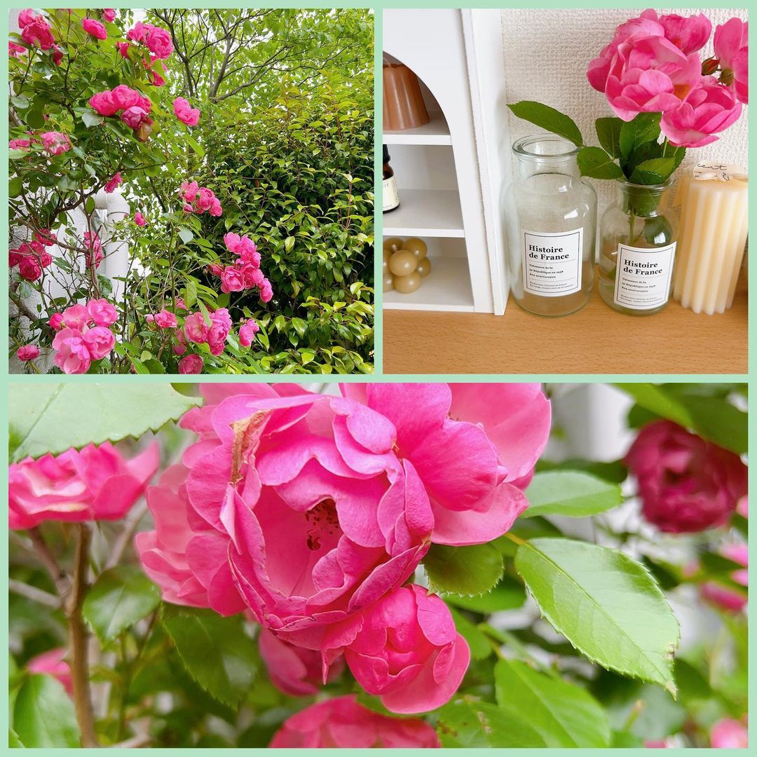 口コミ投稿：☆ 2023.5.16 ☆・お庭のバラが🌹綺麗に咲く季節になったのでパチリ📷・・普段お花が部屋…