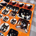 みんなのシール（u0040minnano_seal ）さまのアプリを使って作ったオリジナルシール♡べべちゃんが大好きな実家の犬の写真をシールにしてスマホケースに貼ってみました☺️べべちゃん、大…のInstagram画像
