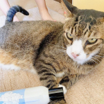 我が家のアイドル猫🐈この子の周りには家族が集まるし会話も弾む✨いつまでも元気で可愛く長生きしてほしいな💕#MREフードプラス #MREFOODPLUS #MRE成分 #monipla…のInstagram画像