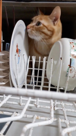 ・2018年12月に実家で撮った動画発見！食洗機(洗い終わった食器入り)から出てきてカウンターにジャンプ！あかんわ(^_^;)・#猫#茶トラ#MREフードプラス#MREFOO…のInstagram画像