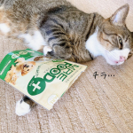 好き嫌いが多くて吐き戻しも多くてすぐに痩せちゃう体調を崩しやすいタイプの子🐈初めての健康サポート食品食べてくれるかドキドキしたけど袋から一本ペロリと完食😋その後もお気に召した様…のInstagram画像