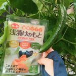 （自家製胡瓜✖浅漬けの素）素敵な浅漬けが出来ましたよー🥒u0040uminoseishop さまの「浅漬けのもと」はとにかく簡単。 野菜を切ったら小袋を開けて中身を漬けるだけ🔪小分けな…のInstagram画像
