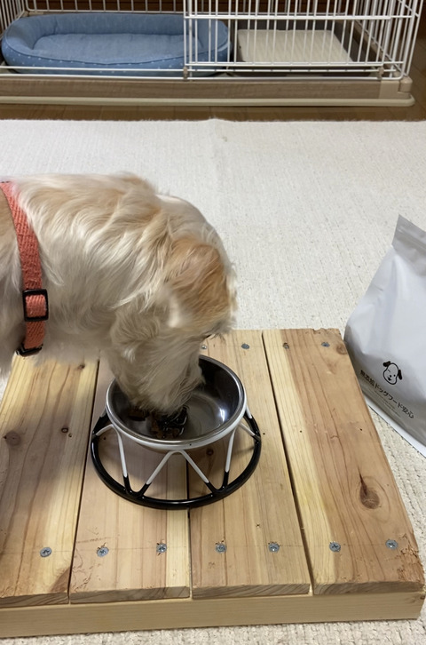 口コミ：元気な我が子が喜んで食べる無添加ドッグフード安心の画像（9枚目）