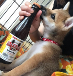 ビール大国ベルギーのドッグビール🦮🍺🔶SNUFFLE スナッフル🔶🔶犬用飲料 チキン味🔶主成分は水で、ノンアルコール、炭酸も無しです。大麦麦芽エキスやお肉で味付けをしたチキン味の犬用ドリン…のInstagram画像