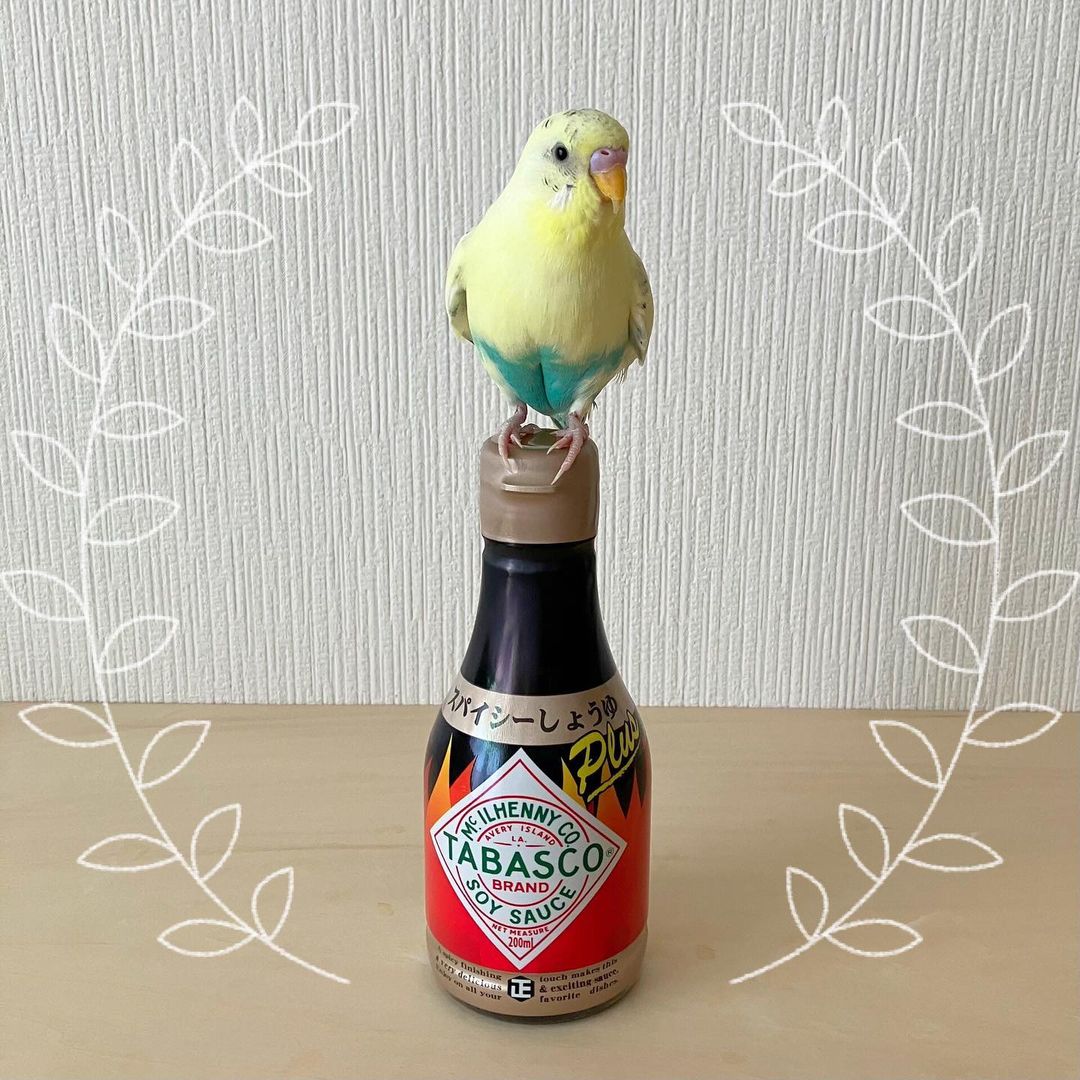 口コミ投稿：メル:タバスコが入ったお醤油だぞ！🐥.『タバスコ®ブランドグルメパートナーシリーズ…