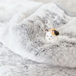 The meltingly smooth texture is just like a handsome cat's. The fluffy two-ply padded blanket is so …のInstagram画像