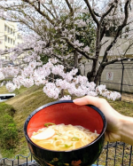 なべやき屋キンレイ（@kinrei_fan ）さんの【京風だしのおうどん】を食べながらお花見をしました〜！今はちょうど、桜が満開ですね🌸🌸キンレイシリーズは大好きで、お水もいらず鍋に入れるだ…のInstagram画像