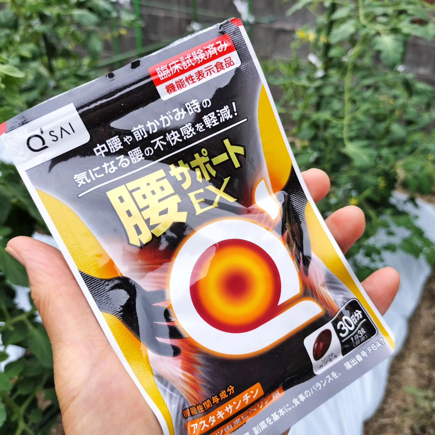 口コミ投稿：そろそろ春に苗を植えた夏野菜の収穫が始まりました🎶猫の額ほどの家庭菜園～腰が痛い…