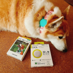 グリーンハウス様の紛失防止スマートタグ　DIGLのペット用🐶首輪に装着できるアクセサリー付きなのでいつもの首輪に着けれます♪iPhone📱と連動出来て位置情報が確認できます！家から脱走した時や…のInstagram画像