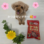 マルトモ株式会社様『かつおだいすき』はとっても美味しい😆✨（前編）🍀 袋を開けたとたん。クンクンと食べたそうな表情☺️✨我慢ができないのか、袋を開封したと同時にパクパクパクパク😋美味しいおやつは…のInstagram画像
