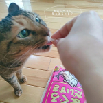 .猫娘のだいすきなかつおぶし♡開けた瞬間に寄ってきます🐱🐾我が家は、人も猫ちゃんもいつもマルトモさんのかつおぶしを使用しています✨ショコラは少食さんなのでおやつもちょっと食べたらごちそう…のInstagram画像