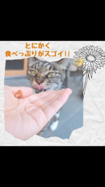 マルトモ株式会社のだいすきシリーズのかつお節と煮干しまるごとだしの素🐟を試してみました🌈 動画を撮っている前の袋を空けた瞬間から凄い興味津々のウチのコ🩷笑  かつお節のいい香りでいつもより食い…のInstagram画像