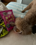 マルトモ株式会社様のマグロだいすき🐟見た瞬間からの食い付きがすごい🥹🥹🥹🐕のおやつに丁度いいし国産で安心してあげられるのが嬉しい🙆‍♀️#PR #マルトモ株式会社 #大切な家族のために #…のInstagram画像