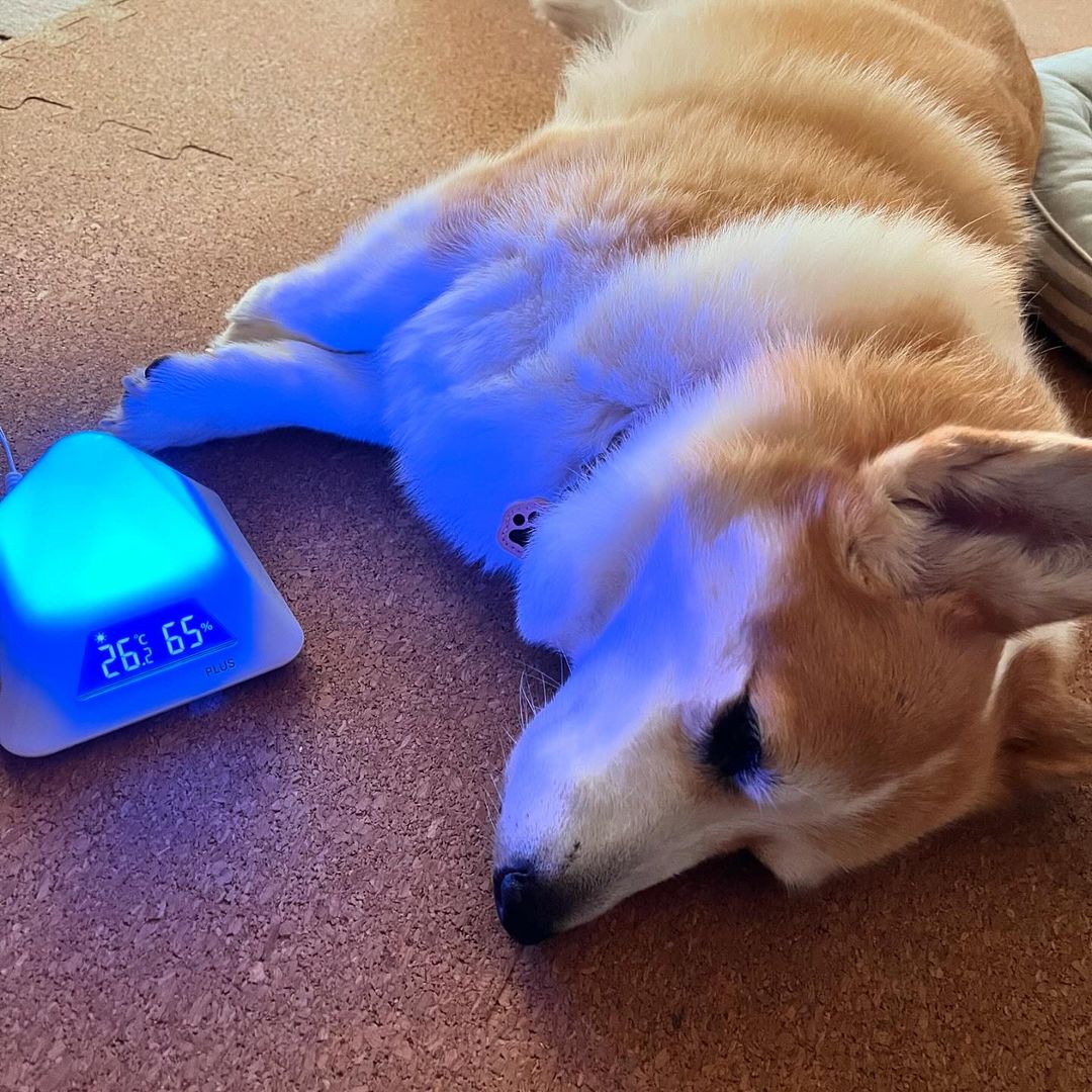 口コミ投稿：こういうの探してた所で‼️留守番のミルク🐶の室温管理！夏場に急にエアコン止まってた…