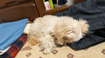 ウチの愛犬クリちゃんはパパの半纏が大好きです。枕にしたり中に入ってグッスリと寝てしまいます。	そんなクリちゃんに、ねこちゃん・わんちゃん専用の「だいすき」シリーズが届きました。よほど美味しいら…のInstagram画像