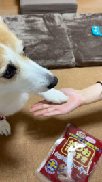 ミルクちゃん🐶大喜びのおやつの時間😋#かつおだいすき 😋😋😋上手にカミカミして美味しそうに食べてる❤️#PR #マルトモ株式会社 #だいすきシリーズ #大切な家族のために #monipla …のInstagram画像