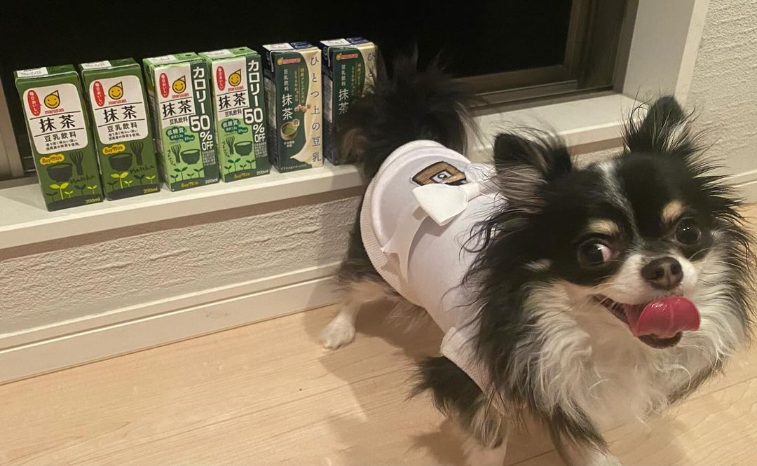口コミ投稿：#マルサンアイ株式会社 様から抹茶豆乳飲み比べ3種12本提供いただきました💁‍♀️どれも…