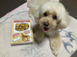 🐩🐾リンレイ『滑り止め床用コーティング剤』をお試しさせていただきました🤍愛犬のマロンは後肢がパテラなので関節がすごく弱いです。室内で走ったりしてるのを見ると関節への負担がすごく気になります。…のInstagram画像