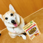 リンレイさんのフローリング滑り止め。フローリングワイパーにこれつけて使うだけでピカピカ！滑らない！リビングはコルクマット敷いてるけど廊下は滑ってたからミルクちゃんも歩きやすそうで快適🐶舐めて…のInstagram画像