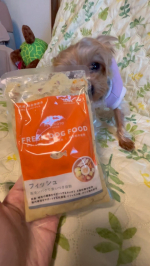ペトコトフード〜フィッシュ〜食べる前からペロペロしてるチャコ食べ終わった後もペロペロしてるチャコ世界で約90名しかいない栄養学専門獣医師開発レシピ手作りごはんチキンミールなどで使われ…のInstagram画像