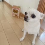 きゅっと、愛犬の為の滑り止めコーティング！よく走り回る所に、使いました。私も室内裸足なので、塗った所がすごくきゅっとしてる。そして、艶が綺麗！愛犬が全く滑らなくなったわけではないですが、…のInstagram画像