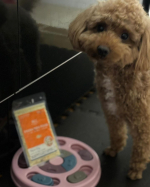 ペトコトフーズの食い付きの良さ😳チキンを置いてみたらまずクンクン🐶温めてあげたらすぐに飛びついてきてあっという間にご馳走様😋安心の食材から作られていて中身が見えるし冷凍だから使いたい分だ…のInstagram画像