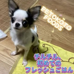 チキンミールなどで使われる人間が食べない部位の素材は一切使用せず、私たちが食べる食材と同じ品質の肉や野菜のみを使用した、新鮮な食材でできたフレッシュごはん「ペトコトフーズ」を試してみました🐶@…のInstagram画像