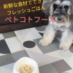 (⋈◍＞◡＜◍)。✧♡新鮮な食材でできたフレッシュごはん「ペトコトフーズ」 普段ドックフードを食べている みいちゃん「ペトコトフーズ」のフレッシュごはんお試しさせていただきました💕…のInstagram画像