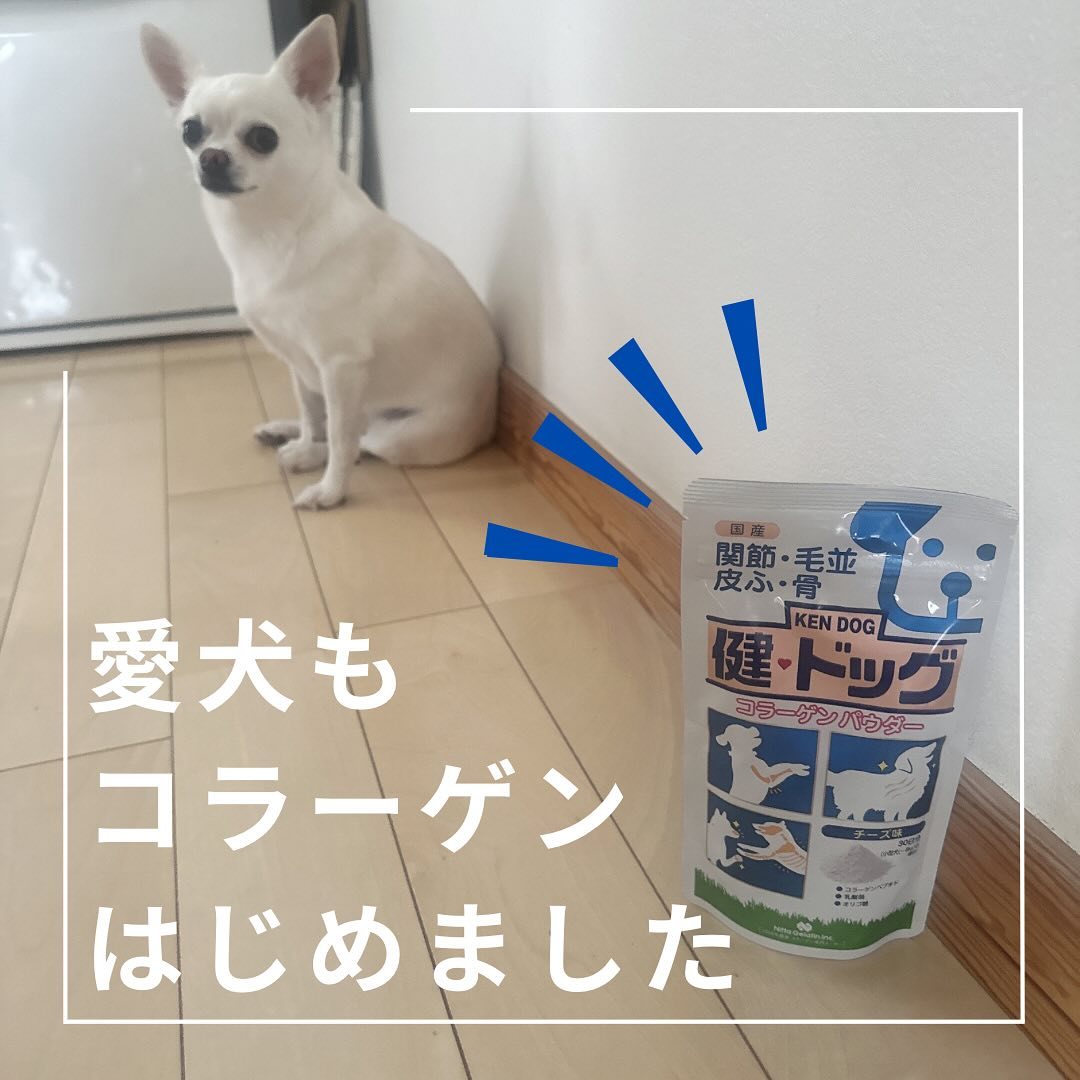口コミ投稿：細くて、足腰が弱くなりやすいチワワ。私もコラーゲンを飲んでますが、愛犬も始めし…