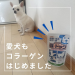 細くて、足腰が弱くなりやすいチワワ。私もコラーゲンを飲んでますが、愛犬も始めした。チーズ味のパウダータイプで、カリカリに混ぜてあげてます。食いつきが良く、よく食べます。散歩に出たがらない…のInstagram画像