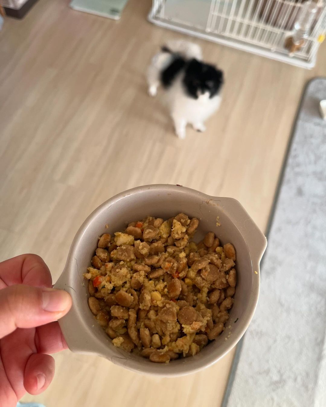 口コミ投稿：ご飯が合わないことが多くて嘔吐したり下痢したりだったけどペトコトフーズだったら…