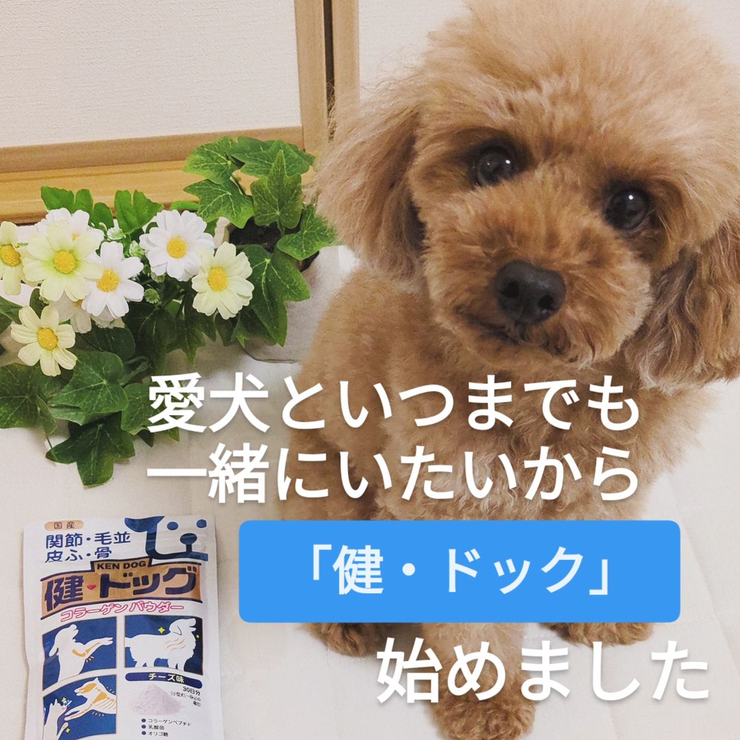 口コミ投稿：犬用コラーゲンサプリメント「健・ドッグコラーゲンパウダー」を使用しました☺️✨我が…